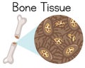 Magnified tissue inside bone