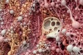 magnified view of bone tissue regenerating