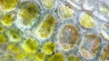 A magnified view of a frogs skin showcasing an array of overlapping cells that provide protection and sensory functions