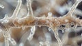 A magnified view of a fungal hypha shows the unique characteristics of its structure with visible cell walls and