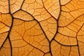 magnified view of a leafs veins showing intricate details