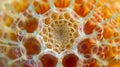 A magnified view of a single pollen grain revealing its complex and delicate design of hexagonal shapes arranged in a