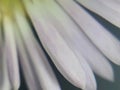 Magnified White Daisy Petals