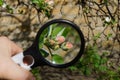 Magnifier enlarges red flowers with green leaves on an apple tree branch in a spring garden Royalty Free Stock Photo