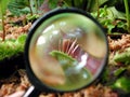 Magnifier glass on a tiny plant