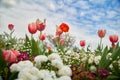 Pink and cream tulip, red poppy, and other ornamental flowersin a cloudy sky Royalty Free Stock Photo