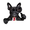 Magnifying glass dog Royalty Free Stock Photo