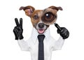 Magnifying glass dog Royalty Free Stock Photo