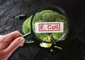 E Coli contamination