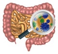 Magnifying Glass Gut Flora Royalty Free Stock Photo