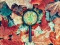 Magnifying glass lying on ground heap of colorful multicolor autumn fall yellow, red and orange maple leaves. Education, learning Royalty Free Stock Photo