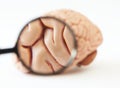 Magnifying glass showing anatomy of brain model Royalty Free Stock Photo
