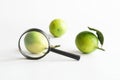 Magnifying glass and three fresh limes. Examination of the quality of citrus fruits. Checking and analyzing the ripeness of limes