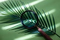 A magnifying glass on a tropical leaf, Creative green background, journey into the unknown, search for wildness, travel layout