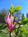 Magnolia