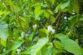 Magnolia acuminata, the cucumber tree or blue magnolia