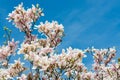 Magnolia blooming tree in the spring