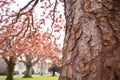 magnolia bark off the tree