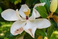 White Magnolia flower in the garden