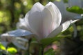 Welcome spring!Magnolia. Rock plants in April. Flowers close-up.