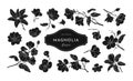 Magnolia. Black leaves silhouette, outline floral bloom logo, floral decorative isolated elements, white line sketch of