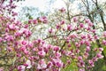 Magnolia bloom. Blooming pink magnolia flowers on the branches. Magnolia trees in the spring botanical garden. Beautiful flowers. Royalty Free Stock Photo