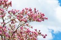 Magnolia bloom. Blossoming flowers of pink magnolia on the branches against the sky. Magnolia trees in the spring botanical garden Royalty Free Stock Photo