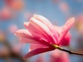 Magnolia bloom close-up