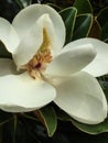 Magnolia bloom close up partially open