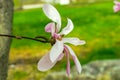 Magnolia bloom