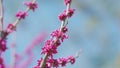 Magnolia Bloom. Pink Magnolia Flowers. Flowering Magnolia. Beautiful Magnolia Flowers.