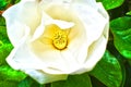 Magnolia Bloom with Water Drops on Leaves