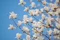 Magnolia blooming in the clear sky Royalty Free Stock Photo