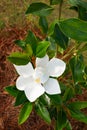 Magnolia blooming in the garden.