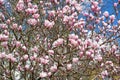 Magnolia blooming, light pink flowers