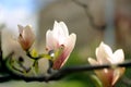 Magnolia blooming in Prague Royalty Free Stock Photo