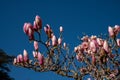 Magnolia blooming in spring. Beautiful large pink and white flowers and blue sky Royalty Free Stock Photo