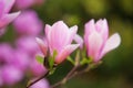 Magnolia blooming