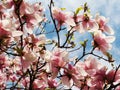 Magnolia blooming - in sunlight of spring Royalty Free Stock Photo