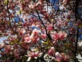 Magnolia blooming - in sunlight of spring Royalty Free Stock Photo