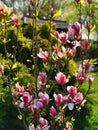 Magnolia blooming - in sunlight of spring Royalty Free Stock Photo