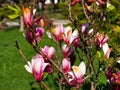 Magnolia blooming - in sunlight of spring Royalty Free Stock Photo