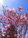 Magnolia blooms Royalty Free Stock Photo