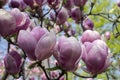 Magnolia blooms in spring. Spring nature. Beautiful flowers