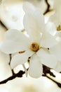 Magnolia Blossom Royalty Free Stock Photo