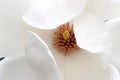 Magnolia Blossom Royalty Free Stock Photo