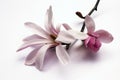 Magnolia blossom Royalty Free Stock Photo