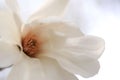 Magnolia Blossom Royalty Free Stock Photo