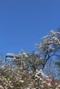 Magnolia blossom with the building from glass and steel, sunlight and blue sky Royalty Free Stock Photo