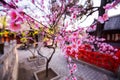 Magnolia in blossom at chinese buddihst temple Royalty Free Stock Photo
